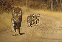 Bengal Tiger (Panthera tigris tigris) mother with three cubs, Ranthambore National Park, India