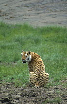 Bengal Tiger (Panthera tigris tigris) with closed eyes, India