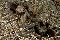 Tarantula (Aphonopelma sp) female emerges from nest to face male who has attracted her attention by tearing the silk membranes at nest entrance, Northern Arizona
