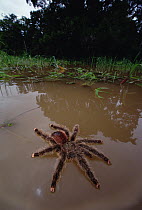 Peruvian Pinktoe Tarantula (Avicularia urticans) flooded from nest by annual 20-30 rise of the Amazon River caused by runoff from the Andes, Peru