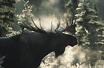 Alaska Moose (Alces alces gigas) male silhouetted by steamy breath, Denali National Park and Preserve, Alaska