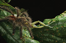 Peruvian Pinktoe Tarantula (Avicularia urticans) eating tree frog, Amazon, Peru
