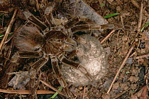 Tarantula (Megaphobema sp) female holding egg sac, Iquitos, Peru