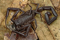 Tityus Scorpion eats baby Tarantula spider, Rio Momon, Peru