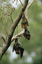 Flying Fox (Pteropus sp) trio sleeping in tree, Australia