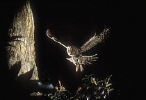 Ural Owl (Strix uralensis) returning to nest, Nagasaki, Japan