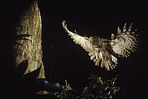 Ural Owl (Strix uralensis) landing on nest at night, Nagasaki, Japan