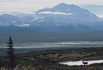 Alaska Moose (Alces alces gigas) male near Mt Denali, Denali National Park and Preserve, Alaska