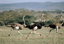 Ostrich (Struthio camelus) male and two females running, Serengeti National Park, Tanzania