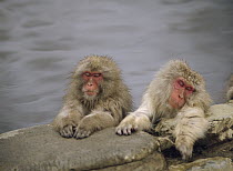 Japanese Macaque (Macaca fuscata) pair resting in hot spring, Japan