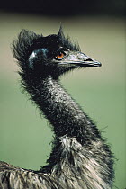 Emu (Dromaius novaehollandiae) portrait, Australia