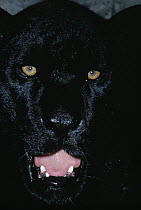 Jaguar (Panthera onca) black panther color morph, growling, Central America