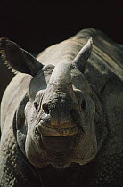 Indian Rhinoceros (Rhinoceros unicornis) portrait, India