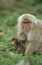 Japanese Macaque (Macaca fuscata) mother and baby, Japan