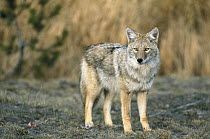 Coyote (Canis latrans) portrait, Yellowstone National Park, Wyoming