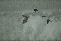 White-tailed Eagle (Haliaeetus albicilla) being mobbed by a Common Raven (Corvus corax) flock, flying, Japan