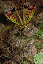 Tarantula (Megaphobema sp) touching a Giant Katydid which draws back as its wings open in a startle display, Rio Momon, Peru