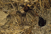 Tarantula (Theraphosidae) is driven from it's burrow by a Tarantula Hawk (Pepis sp), California