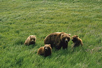 Grizzly Bear (Ursus arctos horribilis) mother and three cubs, McNeil River, Alaska