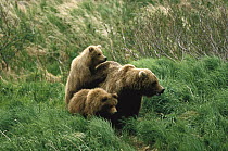 Grizzly Bear (Ursus arctos horribilis) mother and two yearlings, McNeil River, Alaska