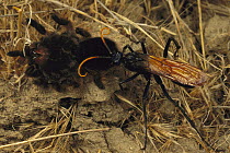 Tarantula (Theraphosidae) is stunned and taken to it's own burrow by a Tarantula Hawk (Pepsis sp), California