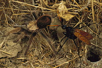 Tarantula (Theraphosidae) moving away from Tarantula Hawk (Pepsis sp) which is about to thrust stinger into and stun the spider, California