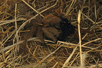 Tarantula (Theraphosidae) being stung by Tarantula Hawk (Pepsis sp), California