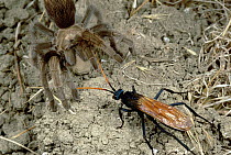 Tarantula Hawk (Pepsis sp) a giant wasp, confronts Tarantula in a sequence where the spider is paralyzed and parasitized by wasp's eggs, Riverside, California