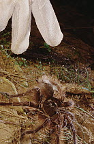 Goliath Bird-eating Spider (Theraphosa blondi) with researcher's gloved hand showing defensive behavior where spider breaks off toxic hairs from abdomen with hind legs, French Guiana