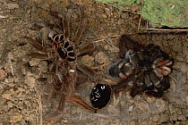 Ecuadorian Brown Velvet Tarantula (Megaphobema velvetosoma) shedding its skin (cuticle), Ecuador