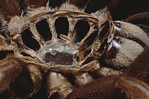 Yellow-kneed Tarantula (Selenocosmia javanensis) interior of shed skin showing holes from legs, Java