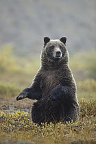 Grizzly Bear (Ursus arctos horribilis) sitting upright, Denali National Park and Preserve, Alaska