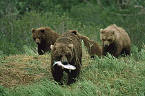 Grizzly Bear (Ursus arctos horribilis) group eating salmon, McNeil River, Alaska
