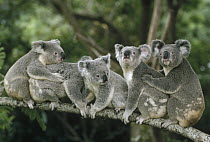 Koala (Phascolarctos cinereus) group sitting on branch, Lone Pine Koala Sanctuary, Brisbane, Australia