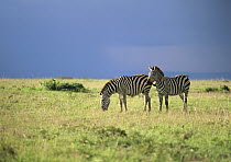 Burchell's Zebra (Equus burchellii) pair, Masai Mara National Reserve, Kenya
