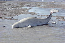 Beluga (Delphinapterus leucas) whale stranded at low tide, Lancaster Sound, Nunavut, Canada