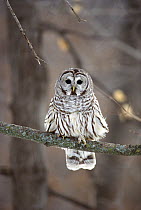 Barred Owl (Strix varia) perching in tree, Minnesota