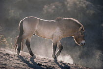 Przewalski's Horse (Equus ferus przewalskii) adult, China