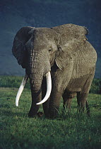 African Elephant (Loxodonta africana) male, Ngorongoro Crater, Tanzania