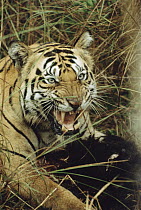 Bengal Tiger (Panthera tigris tigris) growling, India