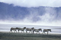 Burchell's Zebra (Equus burchellii) group crossing misty savannah, Serengeti National Park, Tanzania