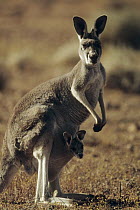 Red Kangaroo (Macropus rufus) mother with joey in pouch, Australia
