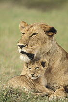 African Lion (Panthera leo) mother and cub, Serengeti National Park, Tanzania