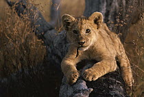 African Lion (Panthera leo) cub laying on log with a scrap of tree bark in its mouth, Serengeti National Park, Tanzania