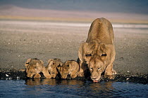 African Lion (Panthera leo) female and cubs drinking, Serengeti National Park, Tanzania
