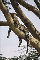 Leopard (Panthera pardus) lounging in a tree, Serengeti National Park, Tanzania