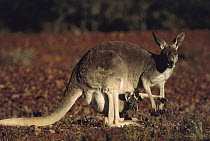 Red Kangaroo (Macropus rufus) mother with joey in pouch, Australia