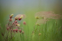 Prairie Smoke (Geum triflorum) flowers, North America