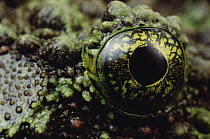 Moss Frog (Theloderma corticale) eye and face showing texture and coloration used as camouflage, Tam Dao National Park, Vietnam