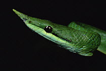 Vine Snake (Natrix trianguligera) face, Tam Dao National Park, Vietnam